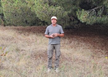 Del bosque costero a Europa: el emprendedor que exporta piñones desde Claromecó