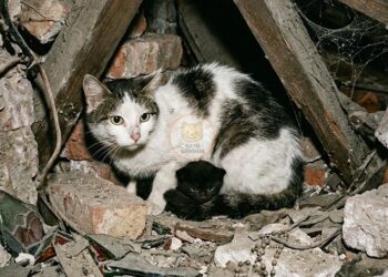 Faith, la gata que predijo el bombardeo y salvó a su cría