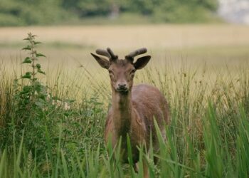 Advierten que la nueva ley de Glaciares pondría en riesgo a más de la mitad de las especies vertebradas