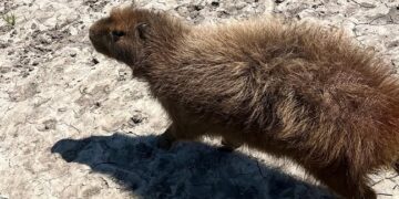 Dos carpinchos volvieron a su hábitat natural de Entre Rios