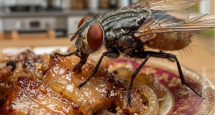 Esto ocurre cuando una mosca se posa en la comida