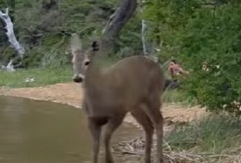 Un huemul patagónico apareció desperdigando pura belleza natural