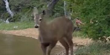 Un huemul patagónico apareció desperdigando pura belleza natural