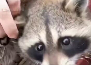 Una madre mapache en apuros salta hacia un barco