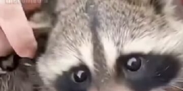 Una madre mapache en apuros salta hacia un barco