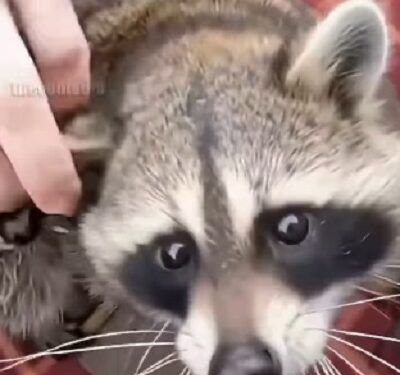 Una madre mapache en apuros salta hacia un barco