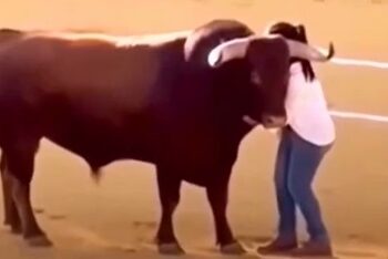 Una mujer saltó al ruedo y el toro reaccionó de forma inesperada