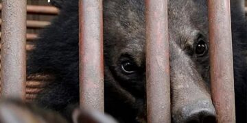 Corea del Sur pone fin a la cría de osos para extraer su bilis