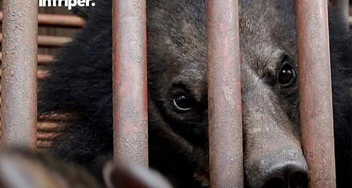 Corea del Sur pone fin a la cría de osos para extraer su bilis