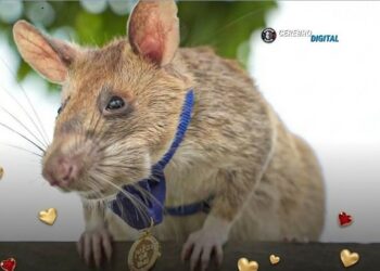 Esta  pequeña rata obtuvo una medalla por detectar más de 71 minas terrestres