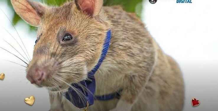 Esta  pequeña rata obtuvo una medalla por detectar más de 71 minas terrestres