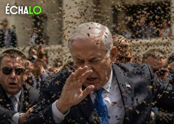 Una invasión de abejas colmó el Estado de Israel