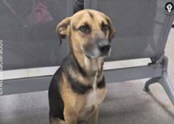 Arturo, el perro que esperó a su dueño sin saber que estaba fallecido