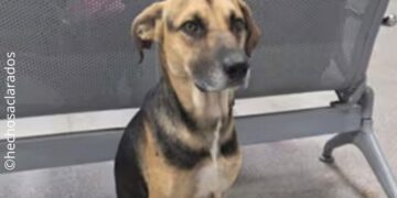 Arturo, el perro que esperó a su dueño sin saber que estaba fallecido