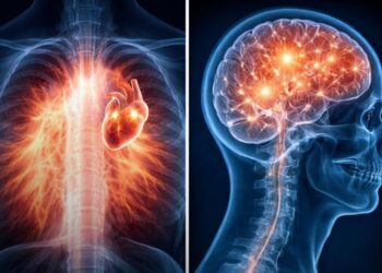 Las células de la madre viven dentro del corazón del hijo