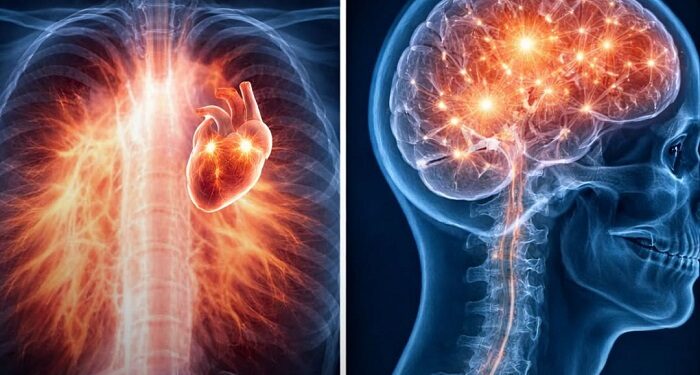 Las células de la madre viven dentro del corazón del hijo