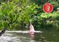 Un delfín rosado, especie en extinción, juega en el Amazonas