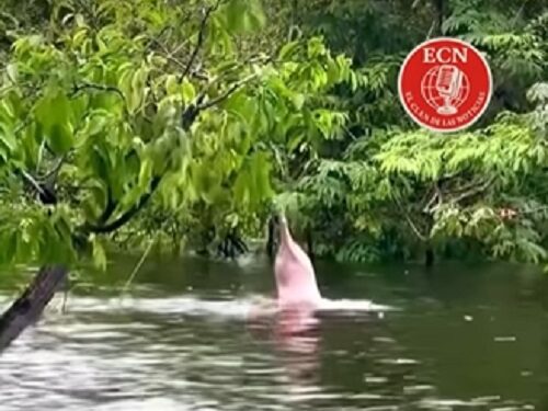 Un delfín rosado, especie en extinción, juega en el Amazonas