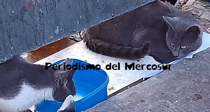 Los gatos no se comunican por igual con todos los seres humanos