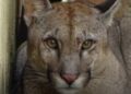 Un vecino encontró a un puma en su casa de Monje, Santa Fe