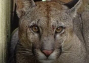 Un vecino encontró a un puma en su casa de Monje, Santa Fe