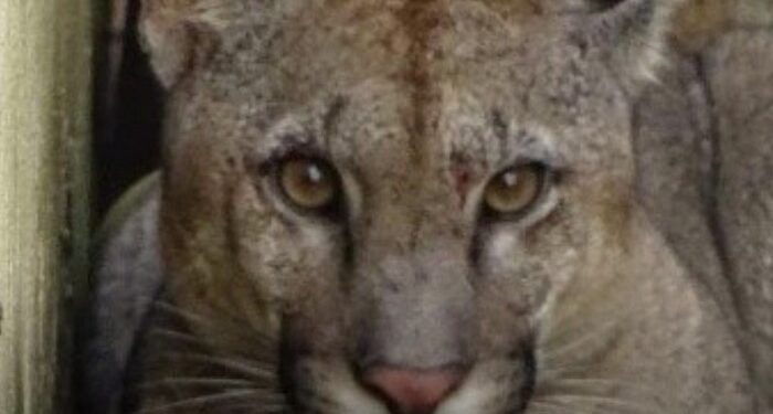 Un vecino encontró a un puma en su casa de Monje, Santa Fe