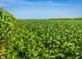 La soja se recalienta en Argentina y el trigo sigue bajo presión global por la guerra y el clima