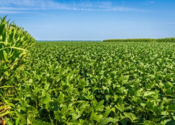 La soja se recalienta en Argentina y el trigo sigue bajo presión global por la guerra y el clima