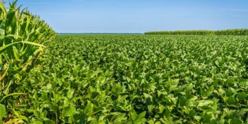 La soja se recalienta en Argentina y el trigo sigue bajo presión global por la guerra y el clima