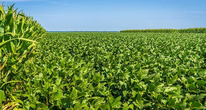 La soja se recalienta en Argentina y el trigo sigue bajo presión global por la guerra y el clima