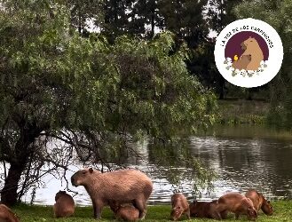 Cómo viven los carpinchos hoy en Nordelta
