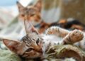 Los gatos podrían vivir hasta los 30 años