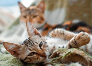 Los gatos podrían vivir hasta los 30 años