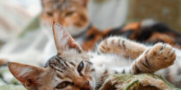Los gatos podrían vivir hasta los 30 años
