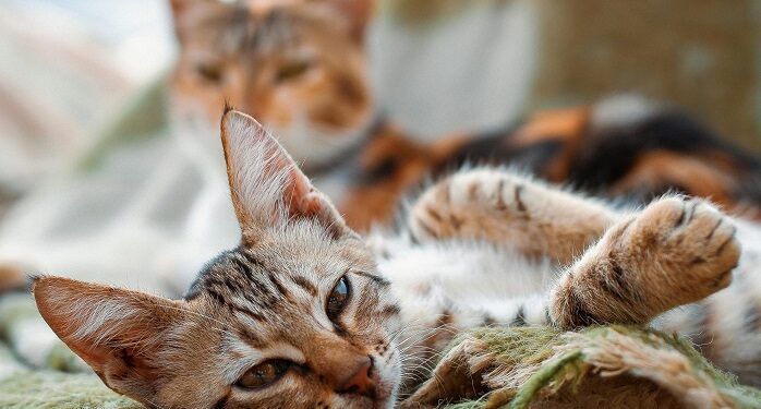 Los gatos podrían vivir hasta los 30 años