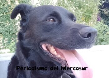 La crisis económica en Argentina también alcanzó a las mascotas