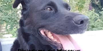 La crisis económica en Argentina también alcanzó a las mascotas