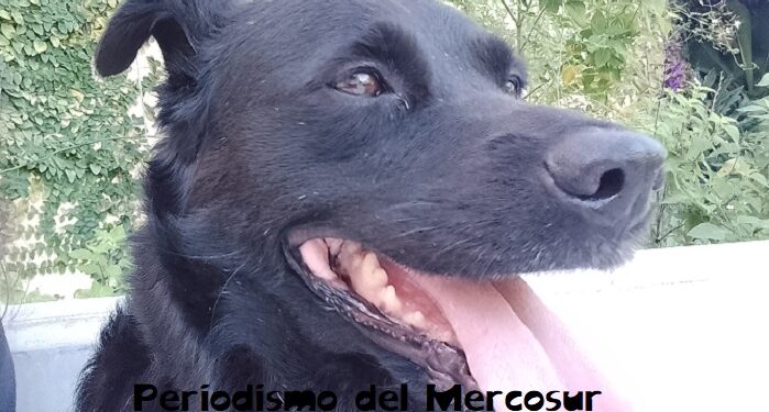La crisis económica en Argentina también alcanzó a las mascotas