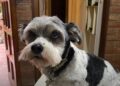 Motochorros robaron a una perrita porque su dueña no entregó el celular