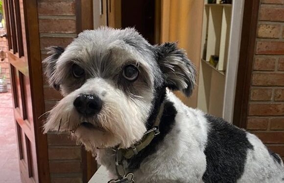 Motochorros robaron a una perrita porque su dueña no entregó el celular