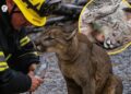 Un bombero salvó a un puma herido en un incendio forestal