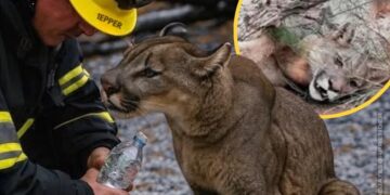 Un bombero salvó a un puma herido en un incendio forestal