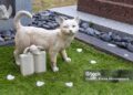 En Uruguay presentaron proyecto de ley para que las mascotas sean sepultadas con sus dueños