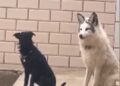El gracioso video donde un zorro imita a un perro
