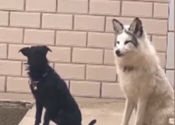 El gracioso video donde un zorro imita a un perro