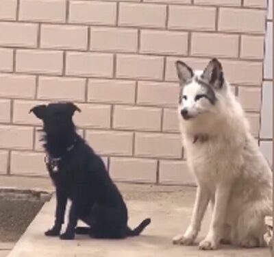 El gracioso video donde un zorro imita a un perro