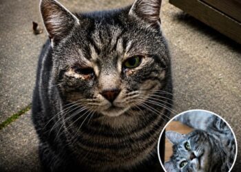 Minty fue abandonado por su familia: se llevaron todo, menos a él