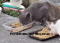 Los gatos pueden recordar a aquellas personas que los tratan con cariño