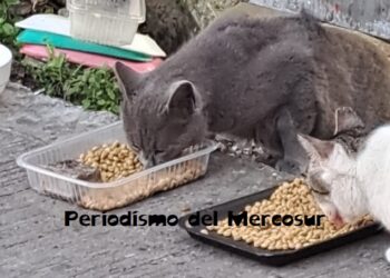 Los gatos pueden recordar a aquellas personas que los tratan con cariño