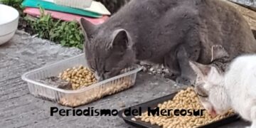 Los gatos pueden recordar a aquellas personas que los tratan con cariño